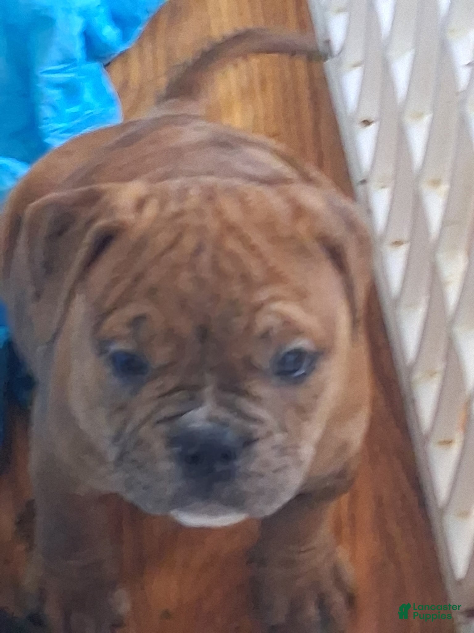 Mixed Breed dogs Runty - Ad 17