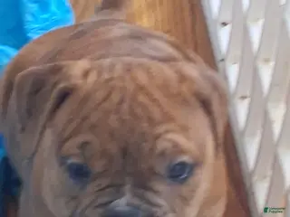 Mixed Breed dogs Runty - Ad 17