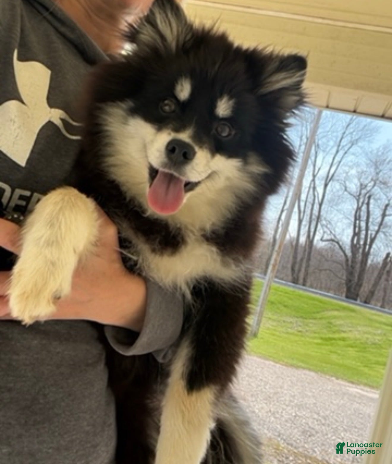 Pomsky dogs Grizzly - Ad 1