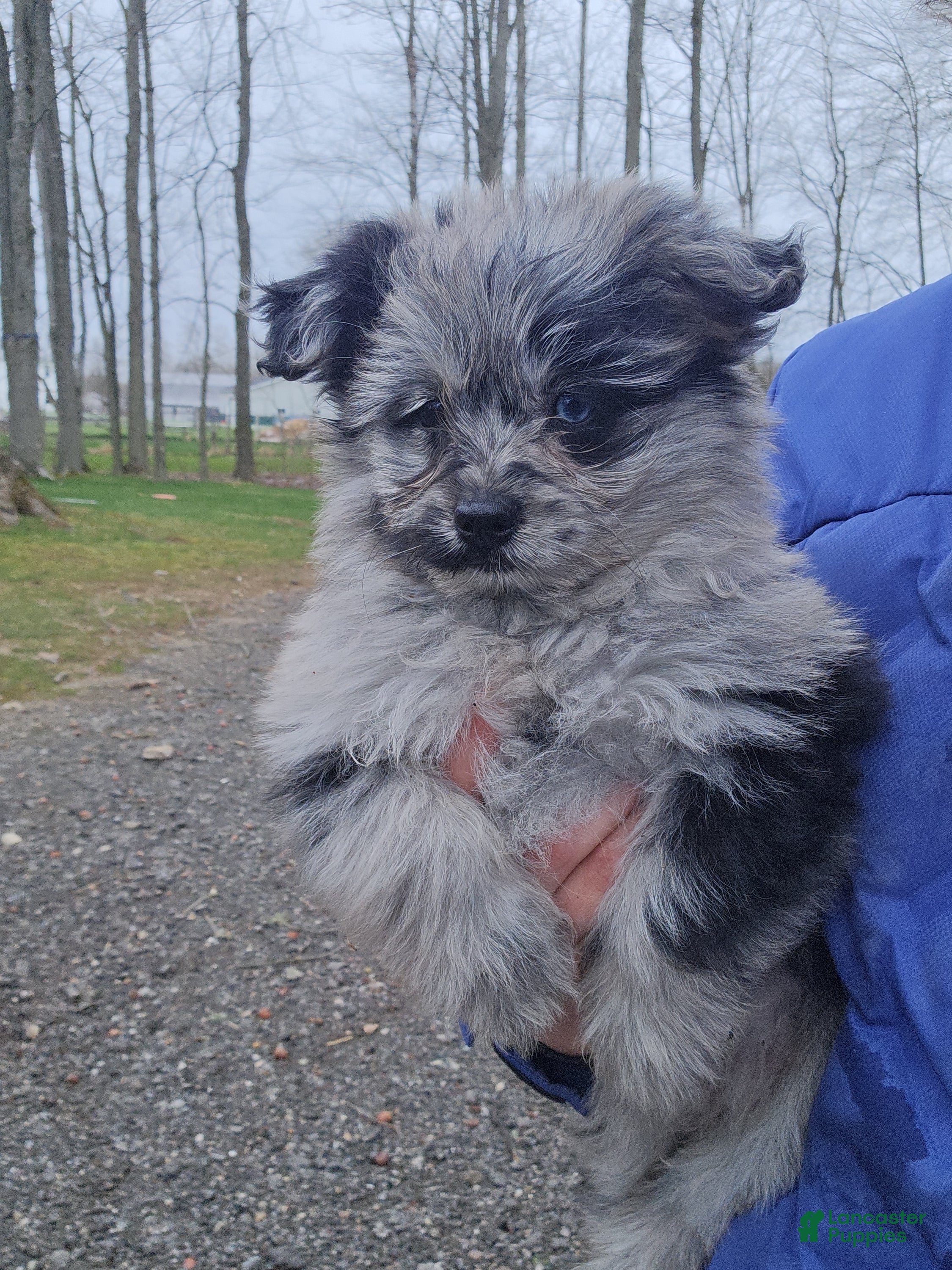 Pomapoo dogs Pomapoo Puppy 3 - Ad 2