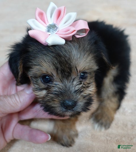 Yorkshire Terrier dogs Teacup Bailey 6 ounces - Ad 9