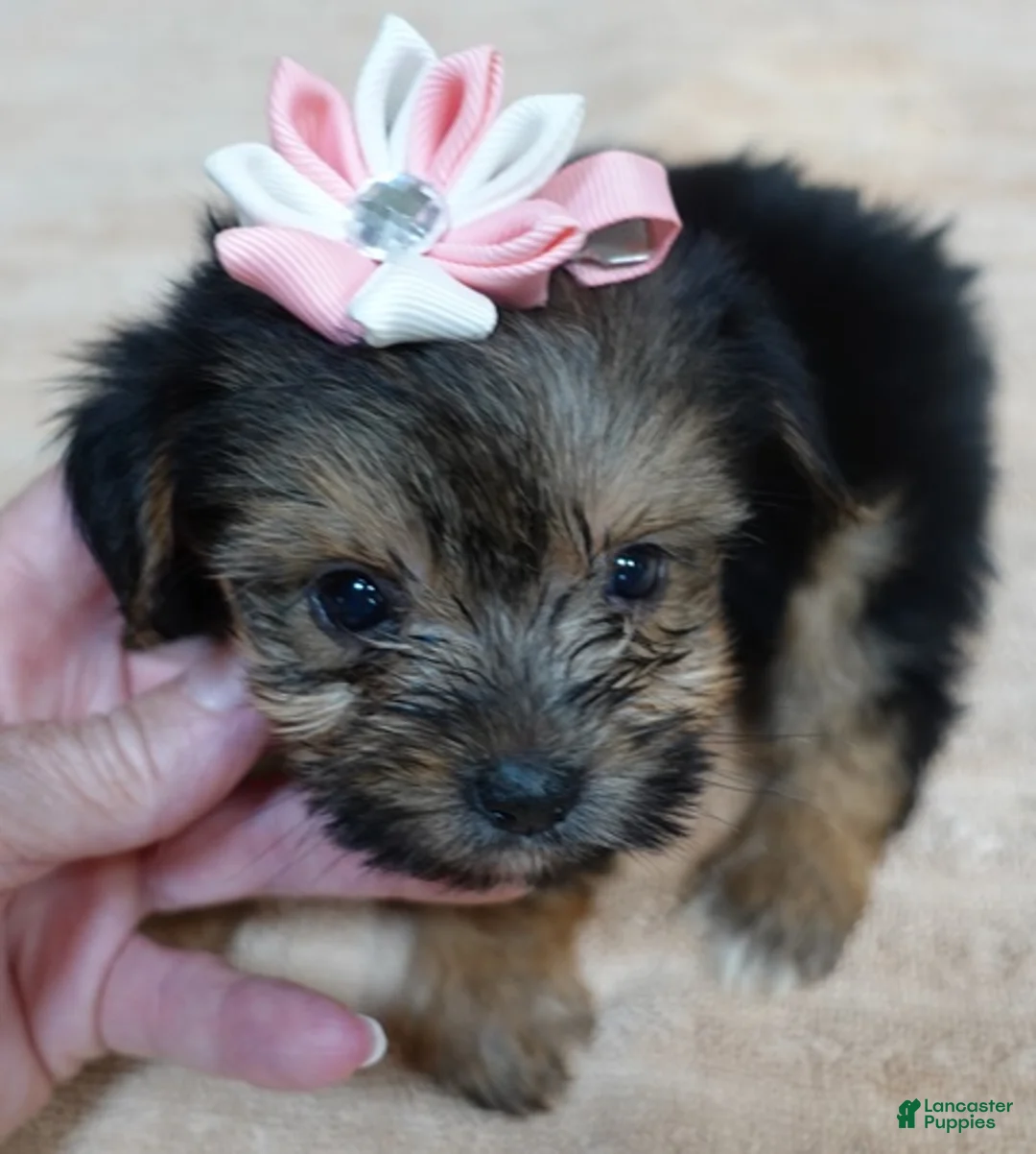 Yorkshire Terrier dogs for sale: Teacup Bailey 6 ounces - Ad 1