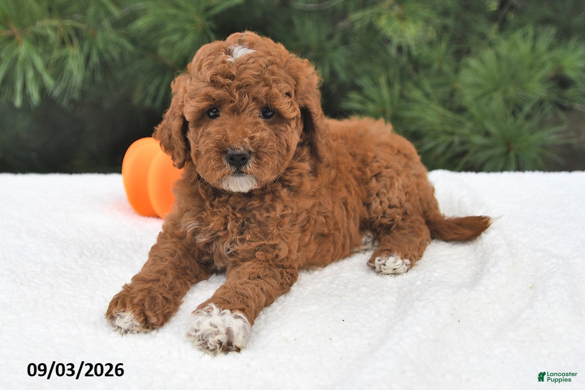 Mini Goldendoodle dogs Ruby - Ad 1