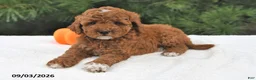 Mini Goldendoodle dogs for sale: Ruby - Ad 1