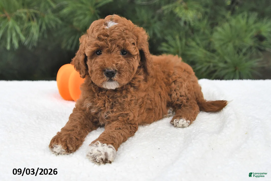 Mini Goldendoodle dogs for sale: Ruby - Ad 1
