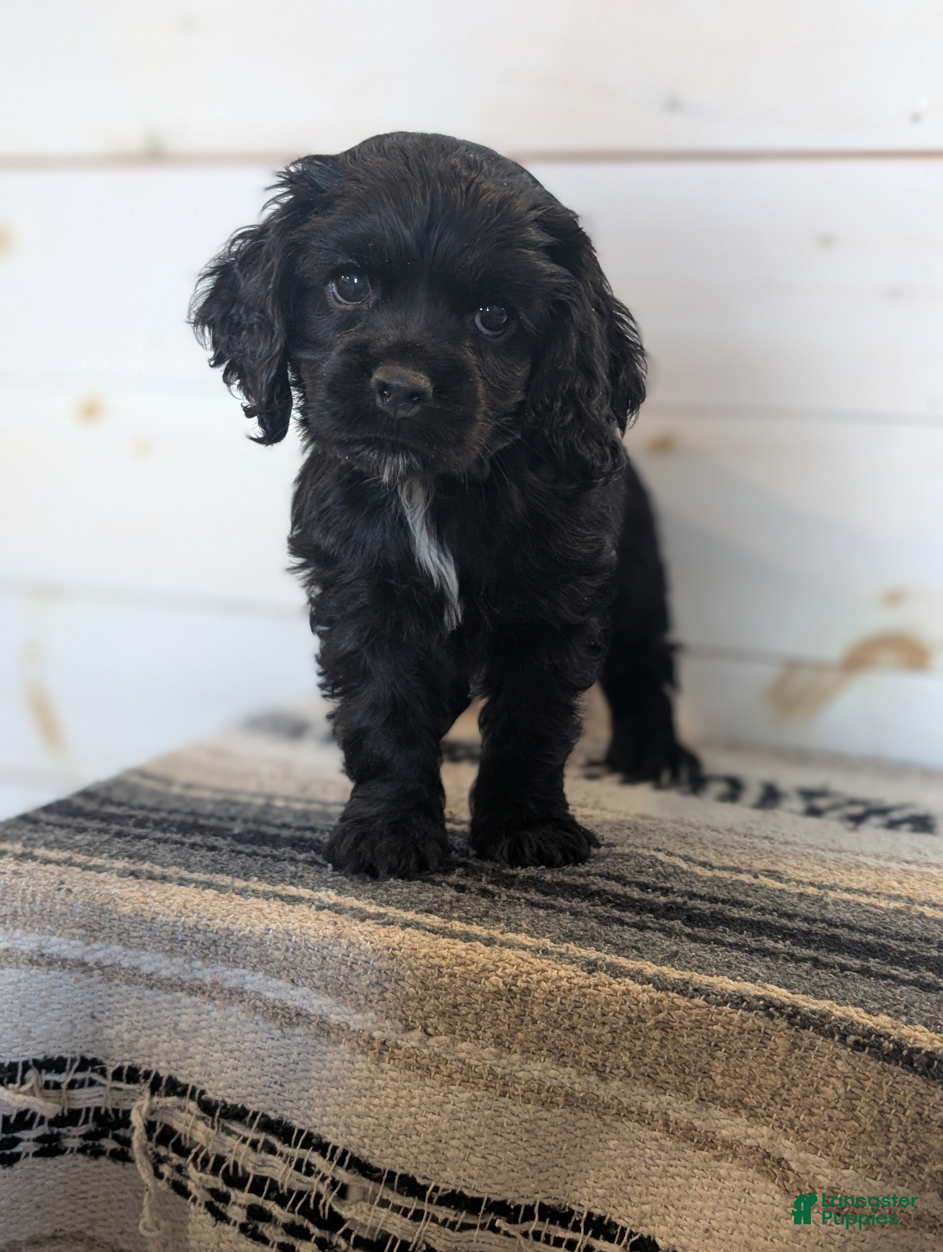 Cocker Spaniel dogs Axel - Ad 2