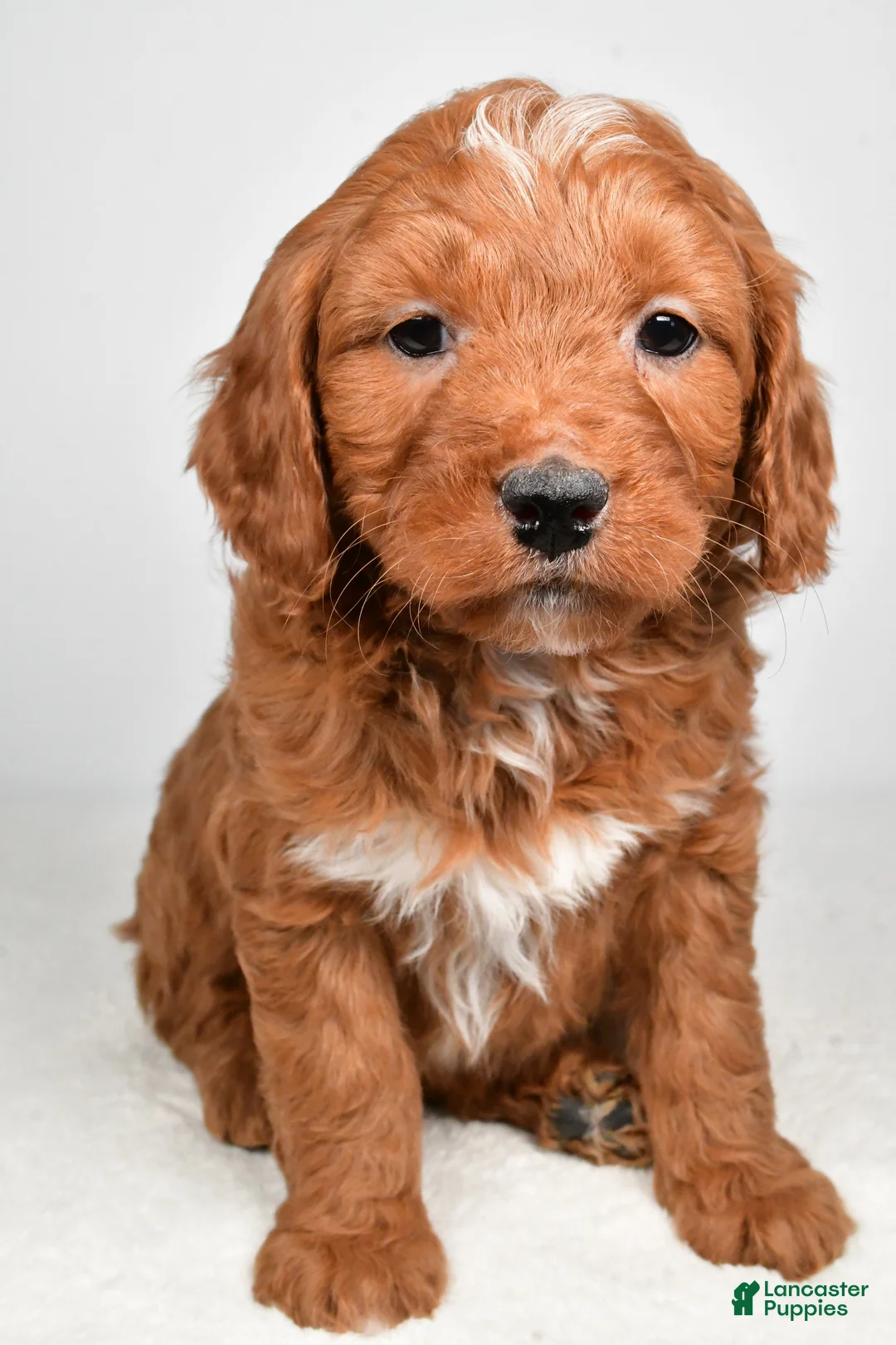Mini Goldendoodle dogs for sale: Blake - Ad 3