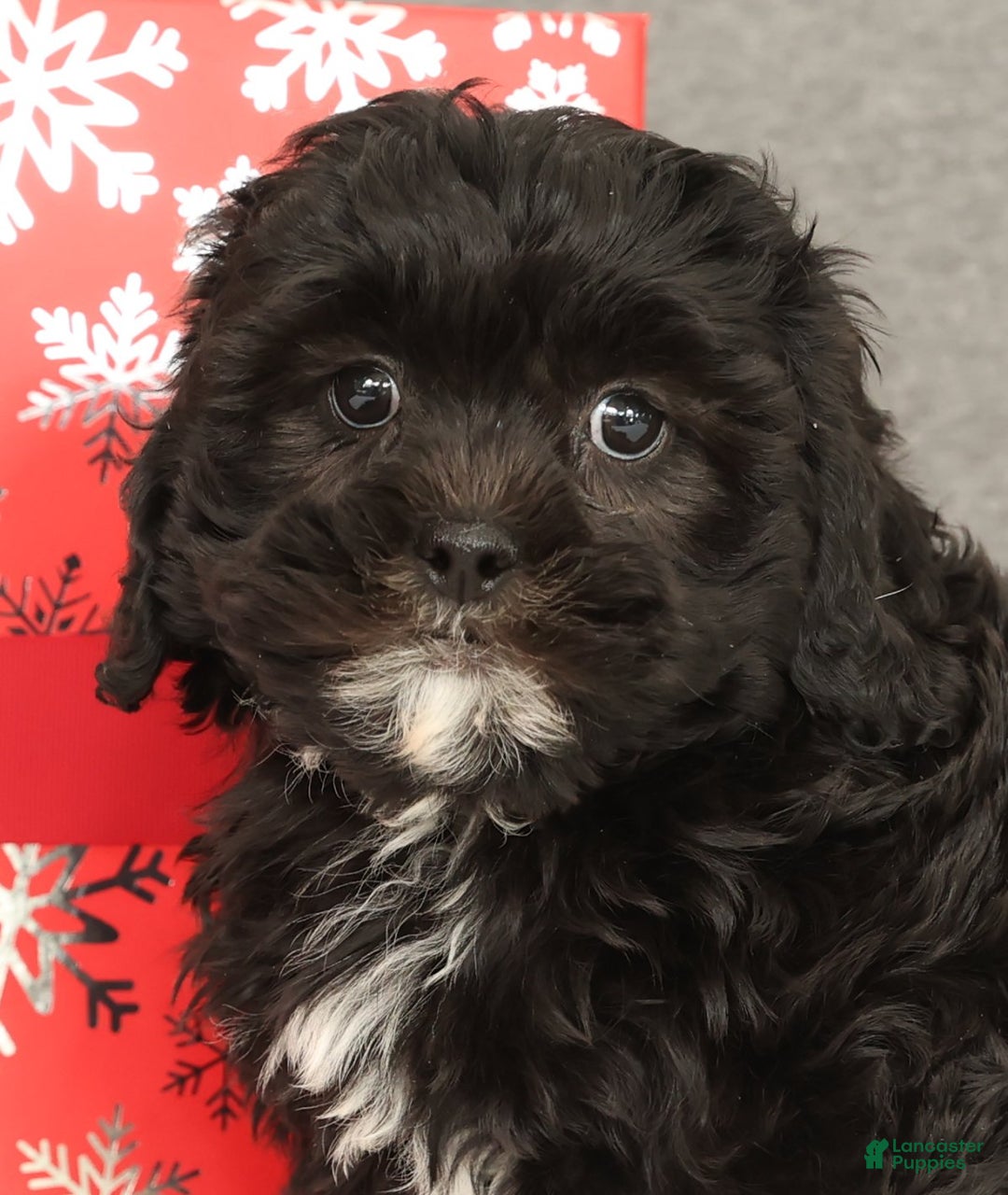 Shihpoo dogs for sale: Eeyore - Ad 5