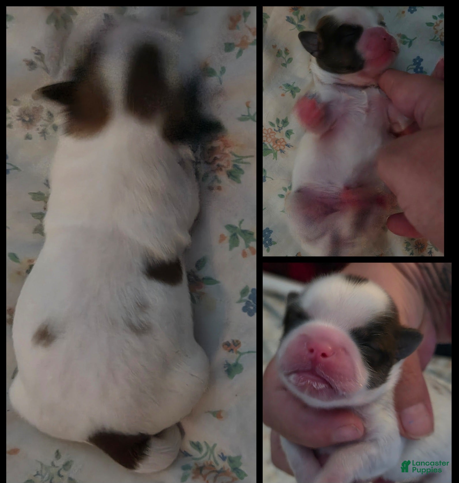 Shih Tzu dogs for sale: Buddy - Ad 1