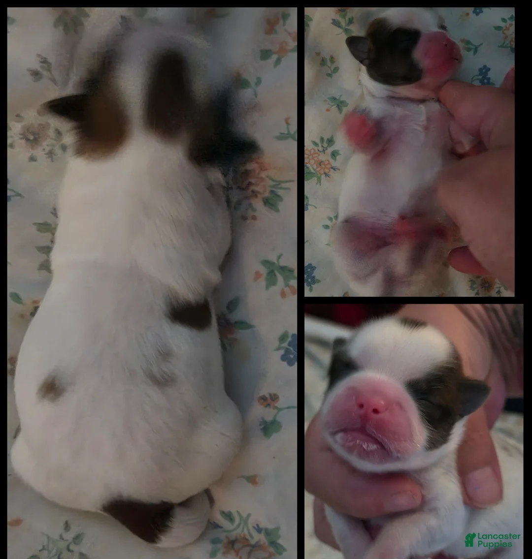 Shih Tzu dogs for sale: Buddy - Ad 1