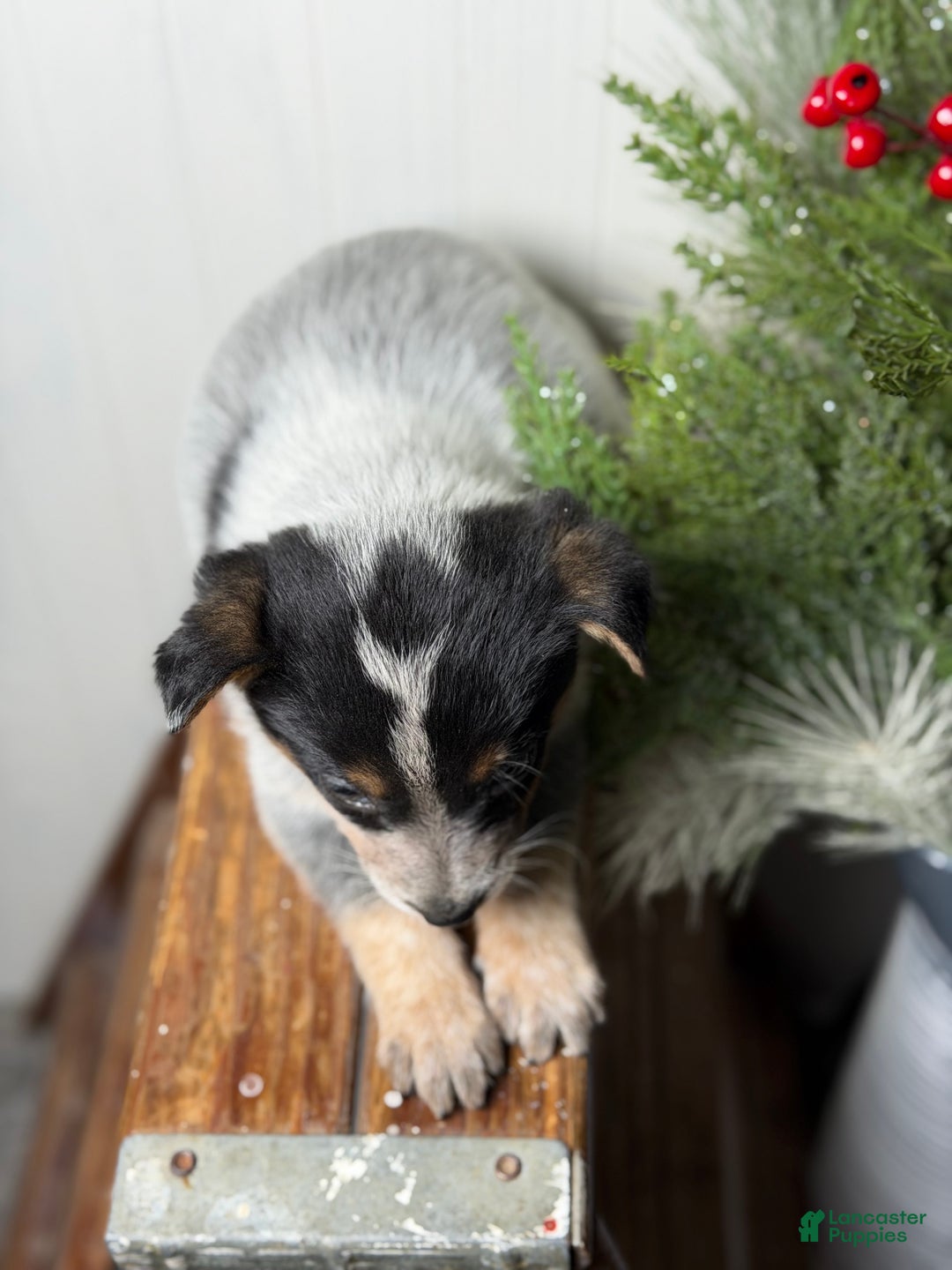 Australian Cattle Dog dogs for sale: Australian Cattle Dog Puppy 10 - Ad 6