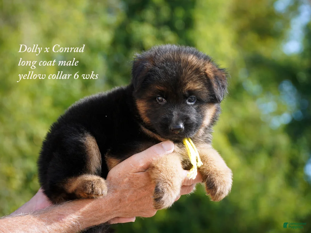 German Shepherd dogs for sale: German Shepherd male yellow collar - Ad 2