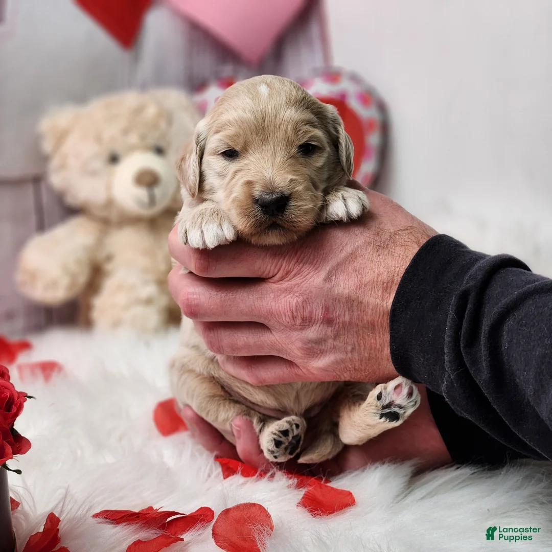 Goldendoodle dogs for sale: Zak - Ad 2