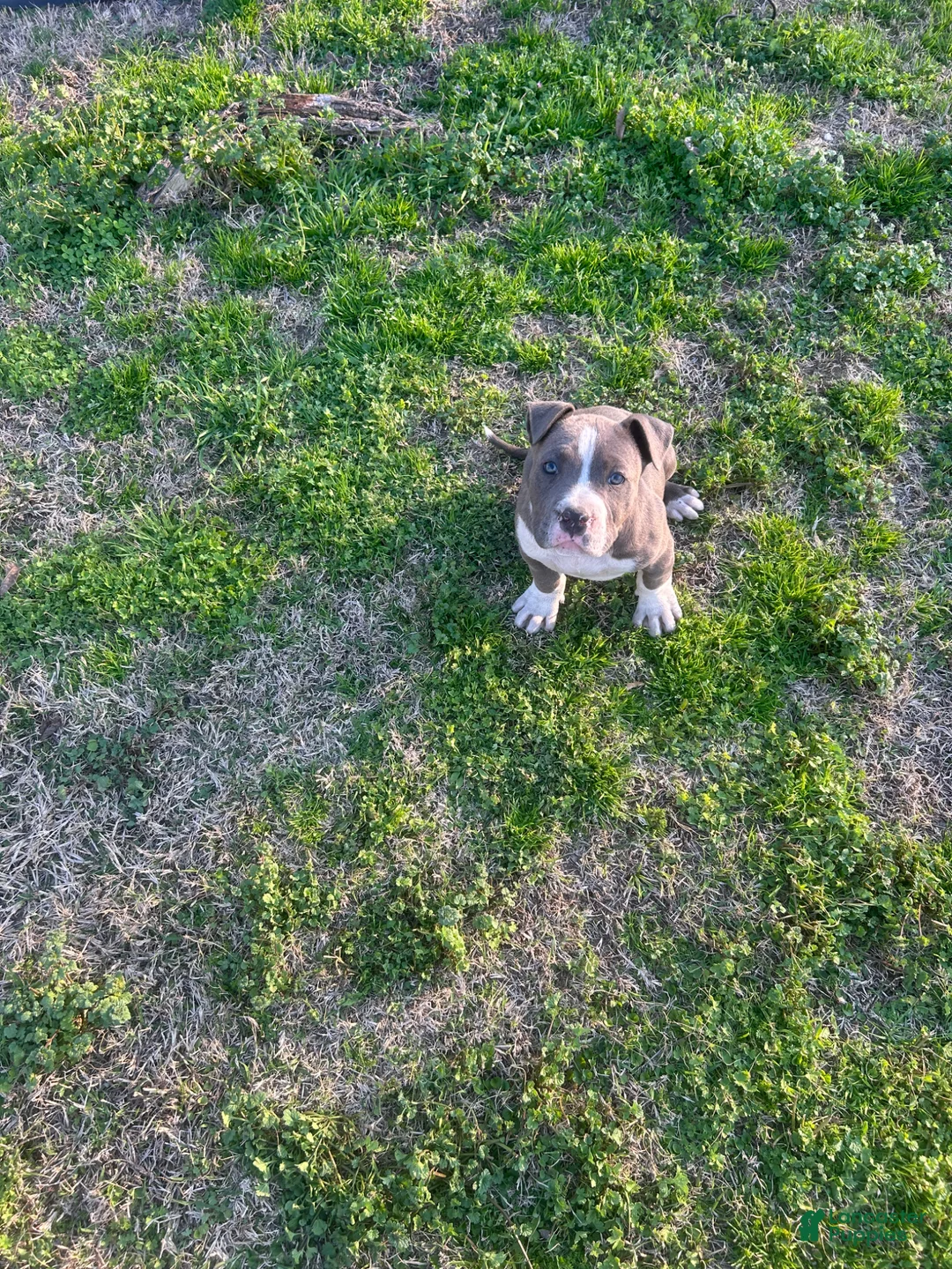 American Bully dogs for sale: American Bully Puppy 1 - Ad 2