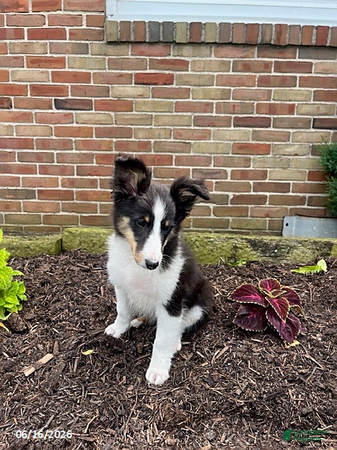 Shetland Sheepdog dogs Ceasar - Ad 2