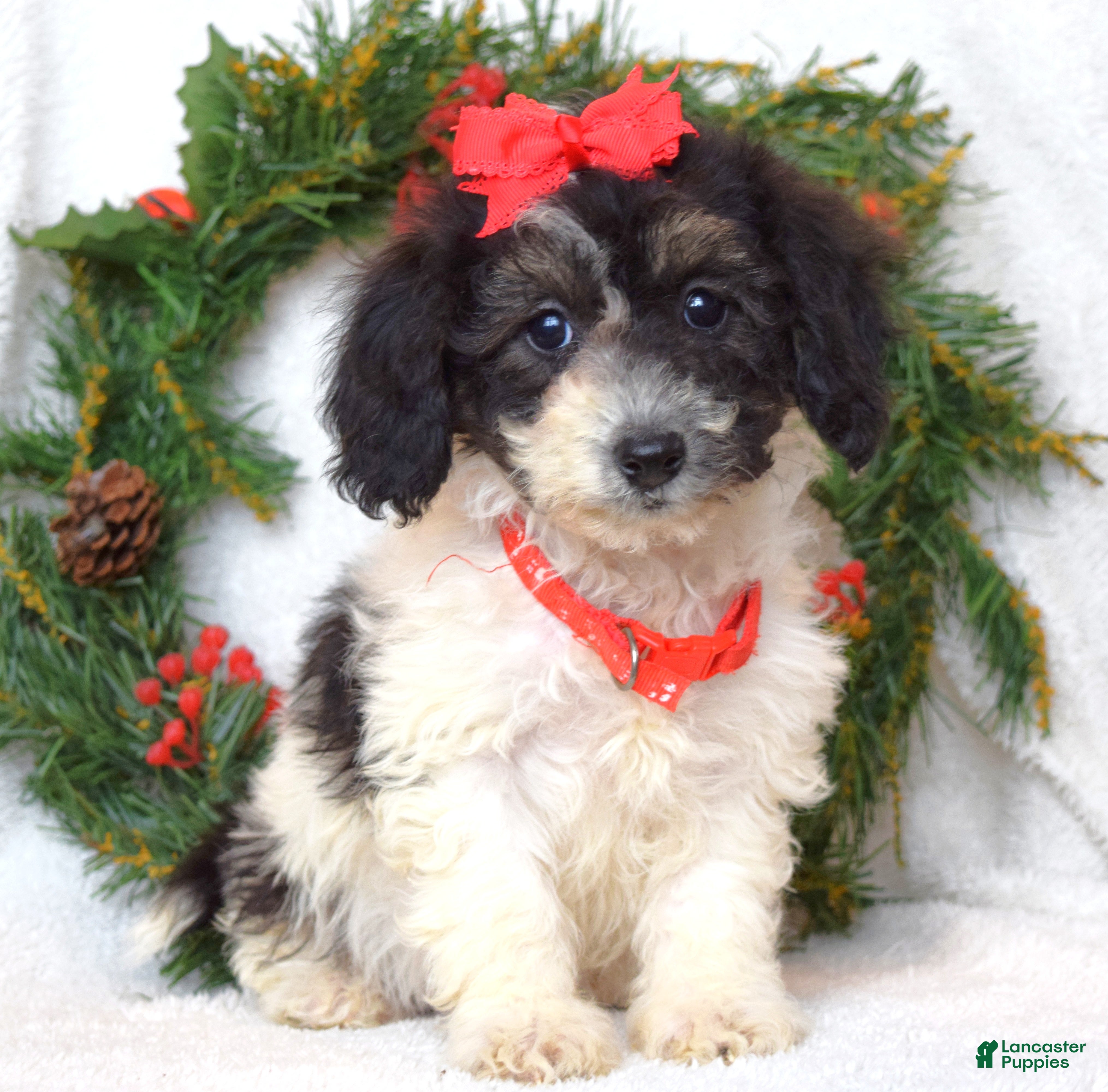 Bichpoo dogs Lizzie - Ad 26