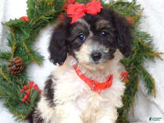 Bichpoo dogs Lizzie - Ad 1