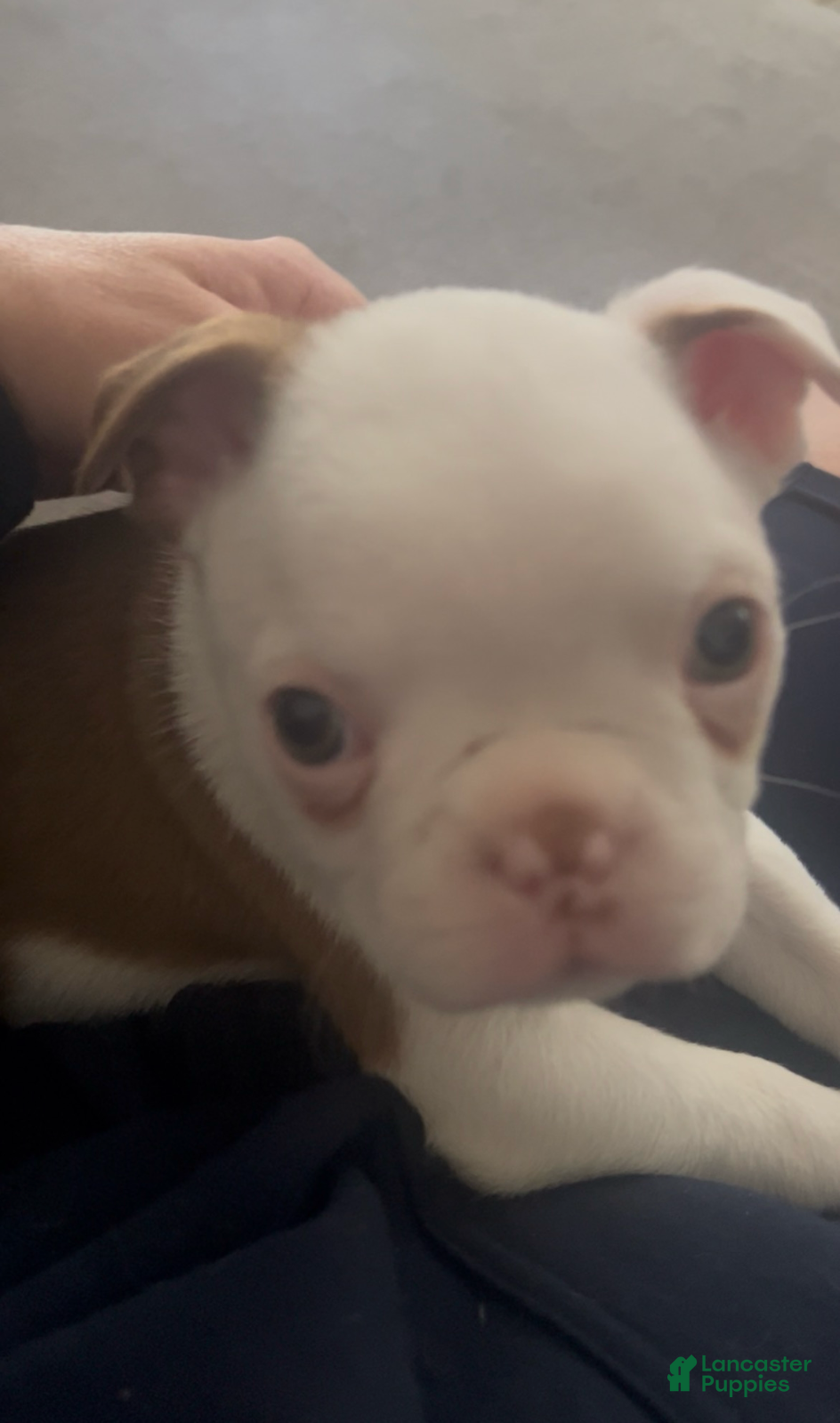 Boston Terrier dogs for sale: Brownie  - Ad 2