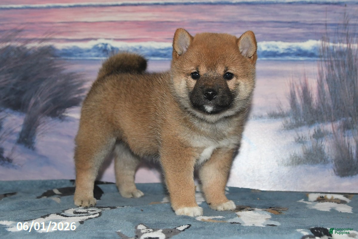 Shiba Inu dogs Dahlia - Ad 1