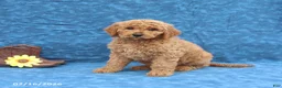 Goldendoodle dogs for sale: Judy - Ad 4
