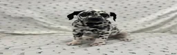 Dalmatian dogs for sale: Darla - Ad 3