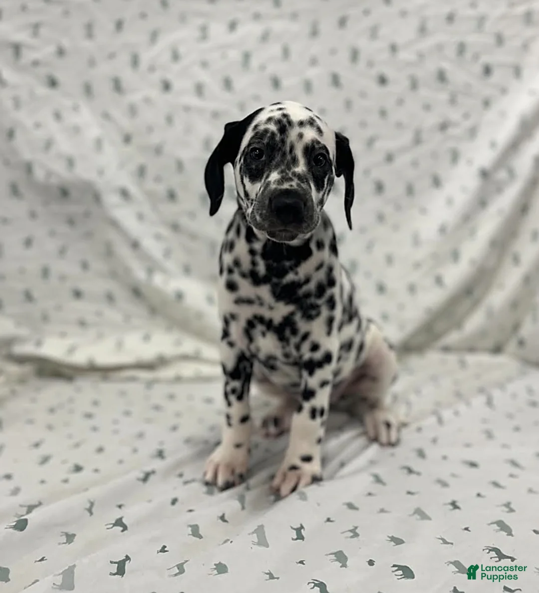 Dalmatian dogs for sale: Darla - Ad 3