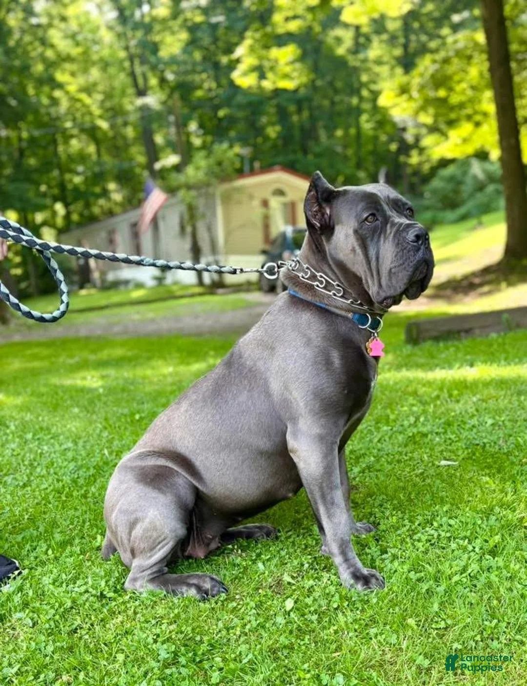 Cane Corso dogs for sale: Cane Corso Puppy 1 - Ad 6