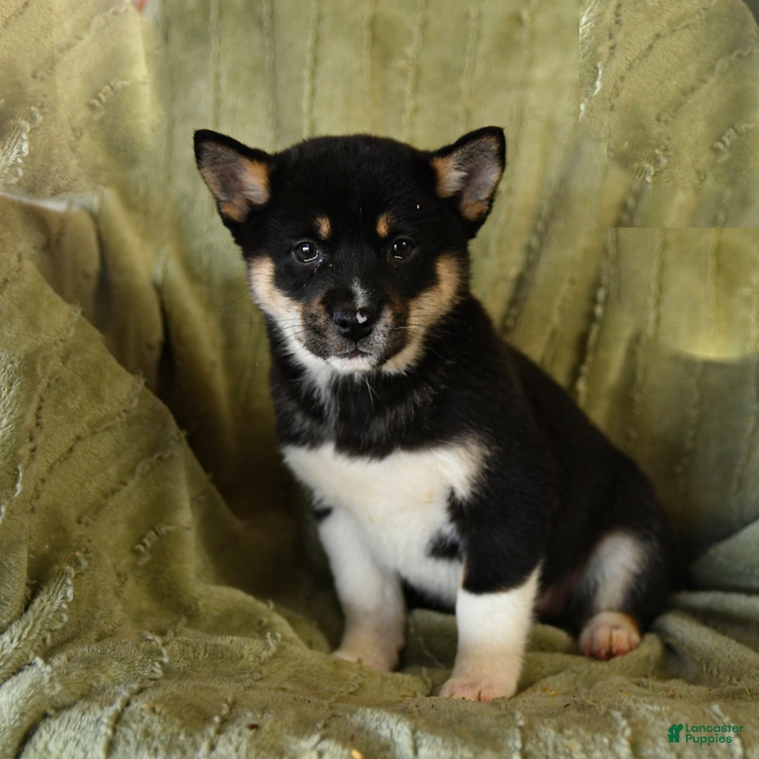 Mixed Breed dogs for sale: Sierra - Ad 3