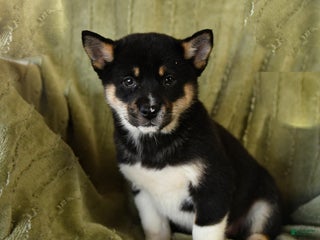 Mixed Breed dogs Sierra - Ad 28