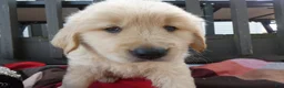 Golden Retriever dogs for sale: Golden Retriever 3 Bruno - Ad 3