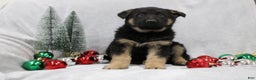 German Shepherd dogs for sale: Ace - Ad 3