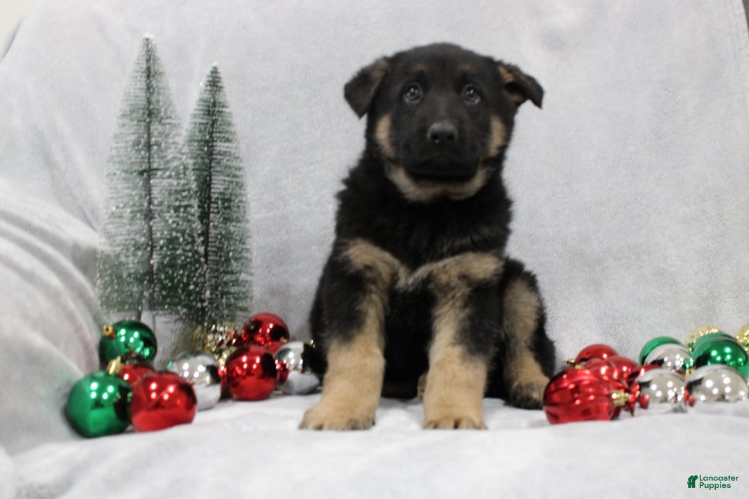 German Shepherd dogs for sale: Ace - Ad 3
