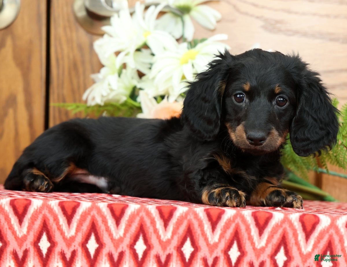 Miniature Dachshund dogs Starburst - Ad 2