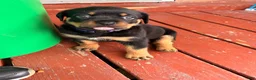 Rottweiler dogs for sale: Sunshine - Ad 1