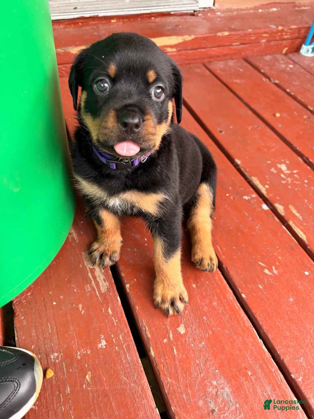 Rottweiler dogs for sale: Sunshine - Ad 1