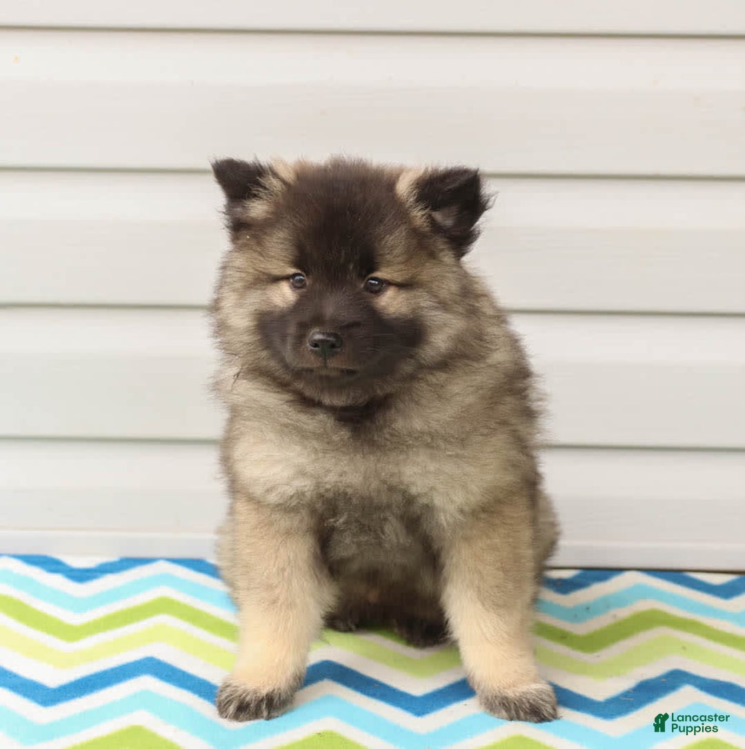 Gallery Image {{count}}