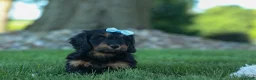 Miniature Dachshund dogs for sale: Harley  🦴🐶 - Ad 11