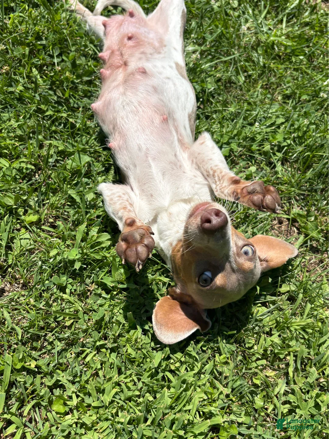 Miniature Dachshund dogs for sale: Miniature Dachshund 3- Cookie - Ad 6