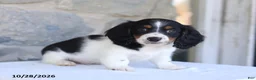 Dachshund dogs for sale: Eldon - Ad 4