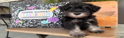 Miniature Schnauzer dogs for sale: Tiffany Miniature Schnauzer  - Ad 3