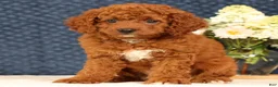 Cavapoo dogs for sale: Gloria - Ad 6