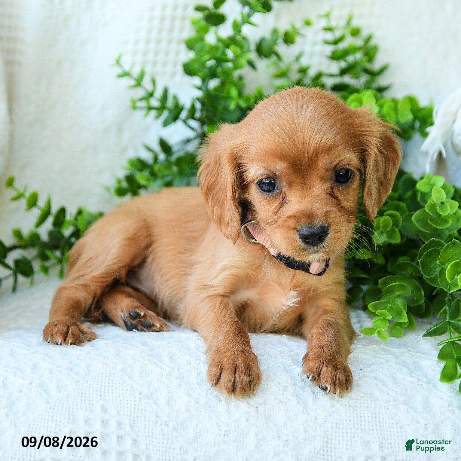 Miniature Golden Retriever dogs Alaina - Ad 2