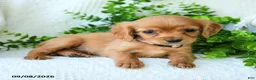 Miniature Golden Retriever dogs for sale: Alaina - Ad 2