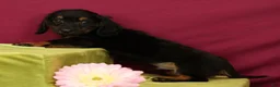Miniature Dachshund dogs for sale: Snickers - Ad 3
