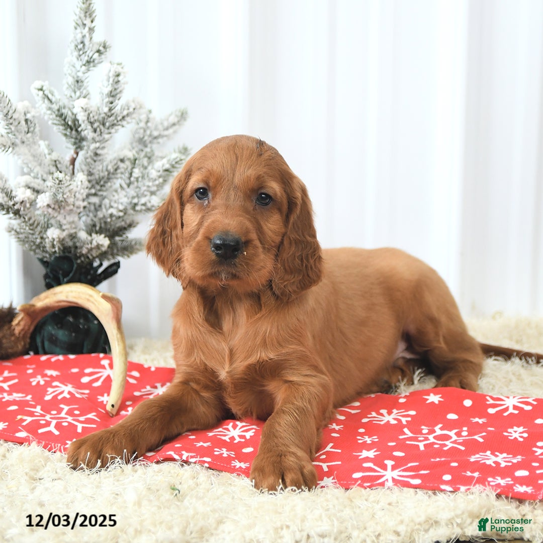 Irish Setter dogs for sale: Beacon - Ad 2