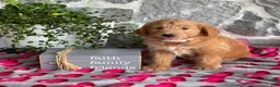 Goldendoodle dogs for sale: Nellie - Ad 12