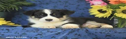 Welsh Corgi Pembroke dogs for sale: Gus - Ad 9