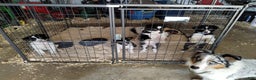 Australian Shepherd dogs for sale: Esther - Ad 4