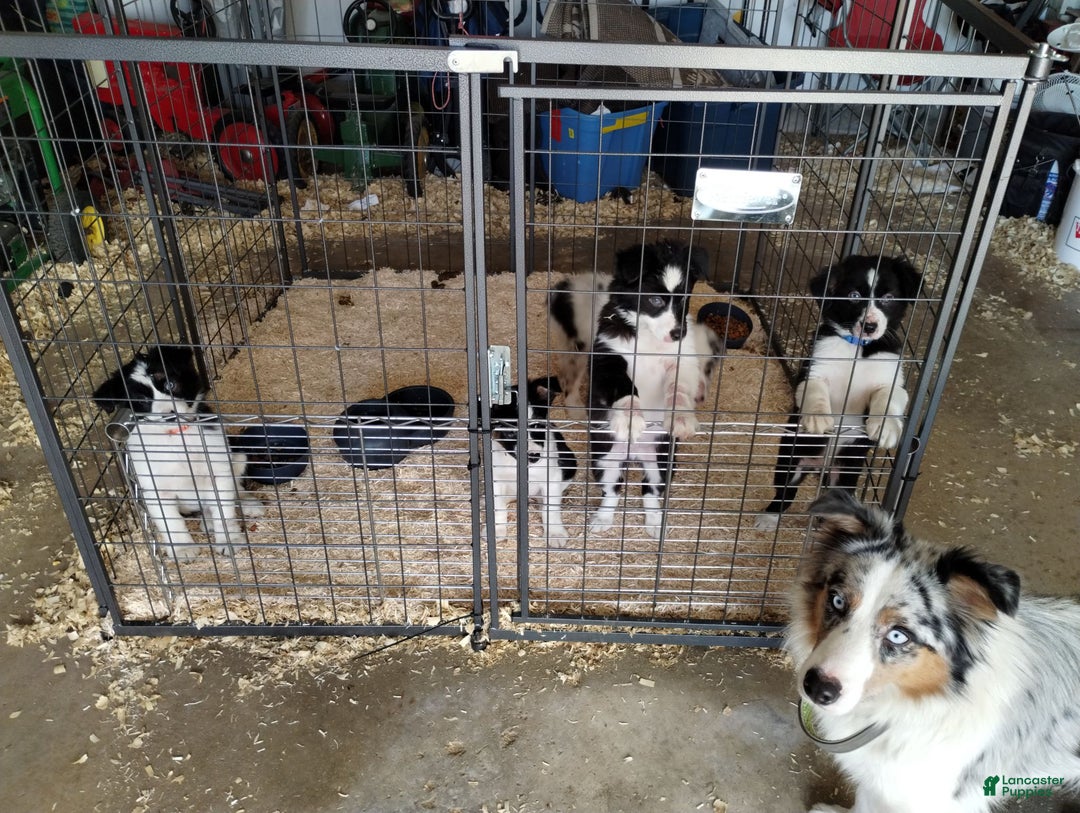Australian Shepherd dogs for sale: Esther - Ad 4