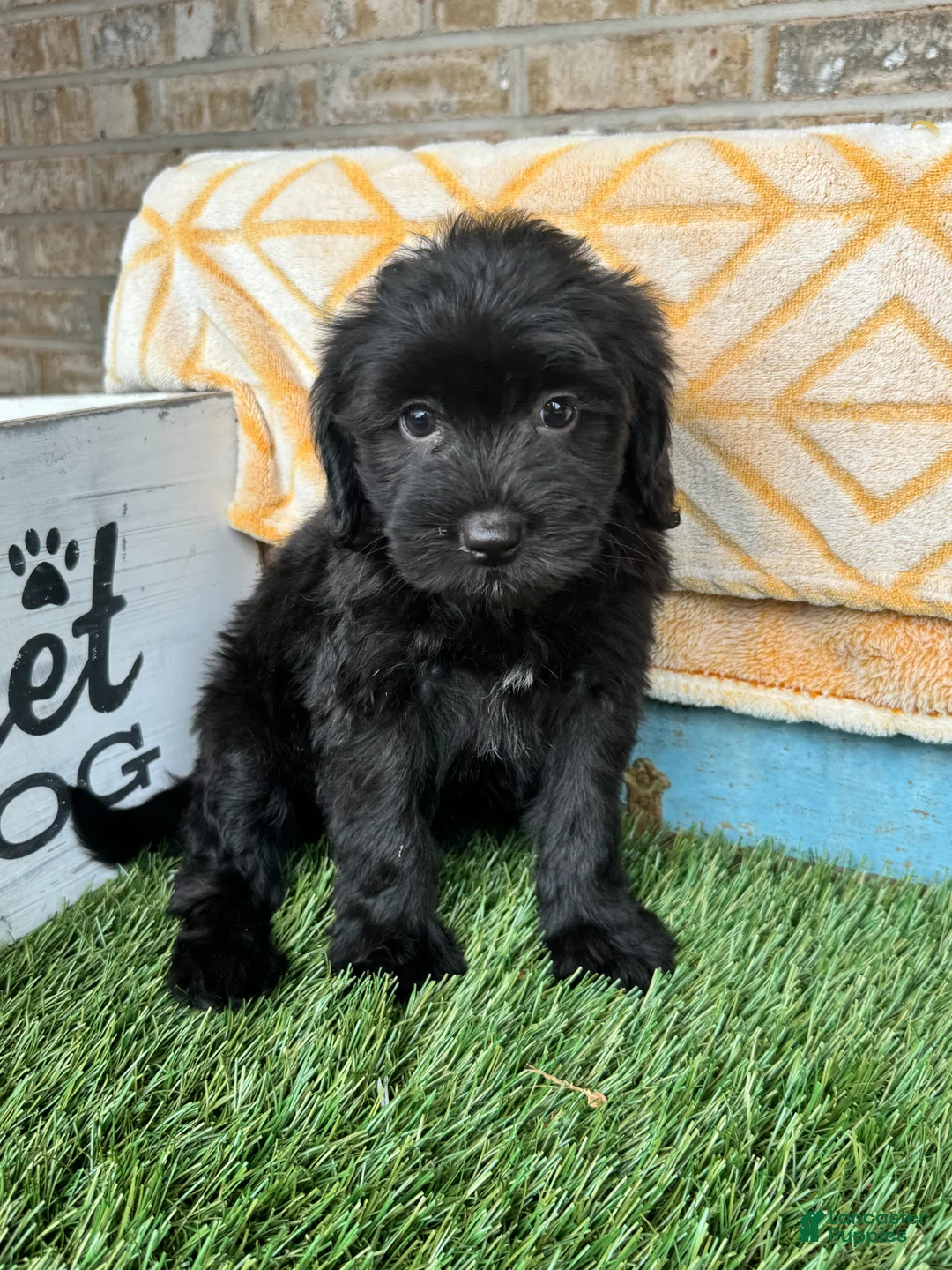 Mixed Breed dogs for sale: Nina - Ad 1